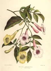 Bower of Beauty, Pandorea Jasminoides and Yellow Trumpetbush, Tecoma Stans